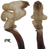 Carabus (Morphocarabus) spasskianus zinaidae Obydov, 1997