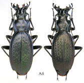 Carabus (Neoplectes) polychrous polychrous Rost, 1892