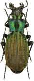 Carabus (Neoplectes) reitteri gagrinus Starck, 1894 Carabus (Neoplectes) reitteri gagrinus Starck, 1894
