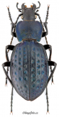 Carabus (Oreocarabus) cribratus staneki Sterba, 1931 Carabus (Oreocarabus) cribratus staneki Sterba, 1931