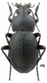 Carabus (Pachystus) hungaricus scythus Motschulsky, 1847 (loc.typ.)