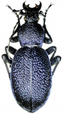 Carabus (Procerus) scabrosus amasicus Csiki, 1927