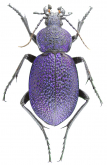 Carabus (Procerus) scabrosus estegeicus (Cavazzuti, 1989)