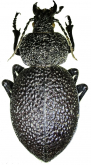 Carabus (Procerus) syriacus syriacus Kollar, 1843