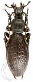 Carabus (Pseudocoptolabrus) taliensis ridilioides Deuve & Tian, 2020