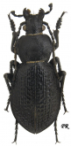 Carabus (Tomocarabus) scabripennis scabripennis Chaudoir, 1850