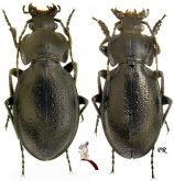 Carabus (Trachycarabus) perrini perrini Dejean, 1831 Carabus (Trachycarabus) perrini perrini Dejean, 1831
