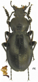Carabus (Trachycarabus) perrini planus Gehin, 1885 Carabus (Trachycarabus) perrini planus Gehin, 1885