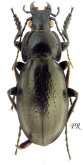 Carabus (Trachycarabus) planus retowskianus Mandl, 1955