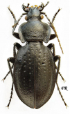 Carabus (Trachycarabus) sibiricus haeres (as fossulatus Dejean, 1826)
