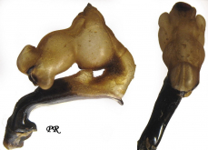 Carabus (Tribax) puschkini ishikawaianus Breuning & Ruspoli, 1970