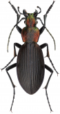 Ceroglossus chilensis villaricensis Kraatz-Koschlau, 1885 Ceroglossus chilensis villaricensis Kraatz-Koschlau, 1885