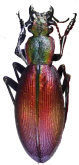 Ceroglossus magellanicus varians Rataj, 2012