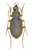 Chlaenius (Achlaenius) kurosawai Kasahara, 1986d: 147