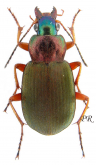 Chlaenius (Chlaeniellus) kindermanni kindermanni Chaudoir, 1856: 271 Chlaenius (Chlaeniellus) kindermanni kindermanni Chaudoir, 1856: 271