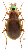 Chlaenius (Chlaeniellus) kindermanni kindermanni Chaudoir, 1856: 271 Chlaenius (Chlaeniellus) kindermanni kindermanni Chaudoir, 1856: 271