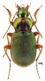 Chlaenius (Chlaeniellus) kindermanni kindermanni Chaudoir, 1856: 271 Chlaenius (Chlaeniellus) kindermanni kindermanni Chaudoir, 1856: 271