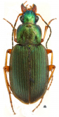 Chlaenius (Chlaeniellus) terminatus Dejean, 1826 Chlaenius (Chlaeniellus) terminatus Dejean, 1826