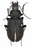 Chlaenius (Chlaeniellus) tristis reticulatus Motschulsky, 1844 Chlaenius (Chlaeniellus) tristis reticulatus Motschulsky, 1844