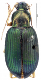 Chlaenius (Chlaenius) amazonicus Chaudoir, 1876 Chlaenius (Chlaenius) amazonicus Chaudoir, 1876