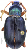 Chlaenius (Chlaenius) fallax (Olivier, 1795) Chlaenius (Chlaenius) fallax (Olivier, 1795)