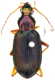 Chlaenius (Chlaenius) putzeysi Chaudoir, 1876 Chlaenius (Chlaenius) putzeysi Chaudoir, 1876