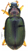 Chlaenius (Chlaenius) virescens Chaudoir, 1835 Chlaenius (Chlaenius) virescens Chaudoir, 1835