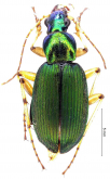 Chlaenius (Chlaenius) walterrossii Giachino & Allegro, 2018 Chlaenius (Chlaenius) walterrossii Giachino & Allegro, 2018