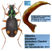 Chlaenius (Ocybatus) pleuroderus Chaudoir In Oberthur, 1883