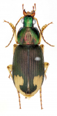 Chlaenius (Pachydinodes) hamifer Chaudoir, 1856