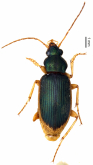Chlaenius (Pseudochlaeniellus) chloodes Andrewes, 1941