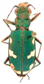 Cicindela (Cicindela) turkestanicoides W.Horn, 1938 Cicindela (Cicindela) turkestanicoides W.Horn, 1938