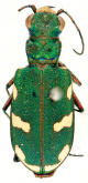 Cicindela (Cicindela) turkestanicoides W.Horn, 1938 Cicindela (Cicindela) turkestanicoides W.Horn, 1938