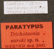 Cicindela (Trichotaenia) mireki (Werner, 2003)
