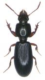Clivina (Clivina) fossor fossor (Linnaeus, 1758) Clivina (Clivina) fossor fossor (Linnaeus, 1758)