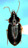 Coleolissus (Tenuistilus) teradai (Habu, 1978) Coleolissus (Tenuistilus) teradai (Habu, 1978)