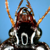 Coleolissus (Tenuistilus) teradai (Habu, 1978) Coleolissus (Tenuistilus) teradai (Habu, 1978)