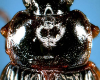 Coleolissus (Tenuistilus) teradai (Habu, 1978) Coleolissus (Tenuistilus) teradai (Habu, 1978)