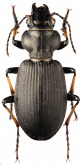 Craspedonotus himalayanus Semenov, 1910: 217 Craspedonotus himalayanus Semenov, 1910: 217