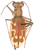 Cylindera (Ellipsoptera) nevadica tubensis (Cazier, 1939)