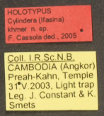 Cylindera (Ifasina) khmer Cassola, 2005