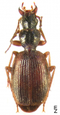 Cymindis (Chaetotarus) pilosissima dshungarica Jedlicka, 1967c: 112 EA: MG