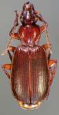 Cymindis (Pinacodera) sulcipennis G.Horn, 1881