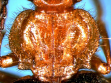 Teradaia bella Habu, 1979 (Pronotum) Teradaia bella Habu, 1979 (Pronotum)