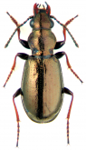 Diacheila polita Faldermann, 1835b: 360 Diacheila polita Faldermann, 1835b: 360