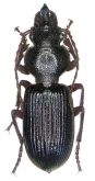 Ditomus tricuspidatus, Fabricius 1792 Ditomus tricuspidatus, Fabricius 1792