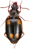 Dolichoctis (Dolichoctis) rotundata (Schmidt-Goebel, 1846)