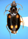 Dolichoctis (Dolichoctis) striata formosana Habu, 1967 Dolichoctis (Dolichoctis) striata formosana Habu, 1967