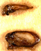 Dromius (Dromius) nipponicus Habu, 1983 Dromius (Dromius) nipponicus Habu, 1983