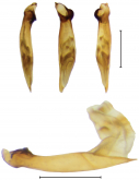 Dromoceryx nigrofovealis Hunting & Yang, 2018